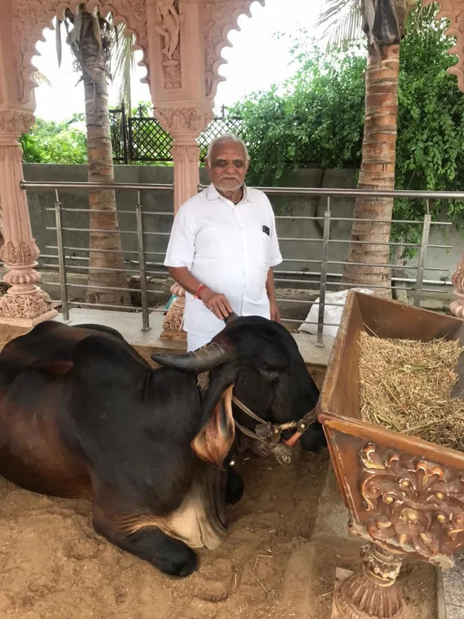 Gau Seva at the gaushala